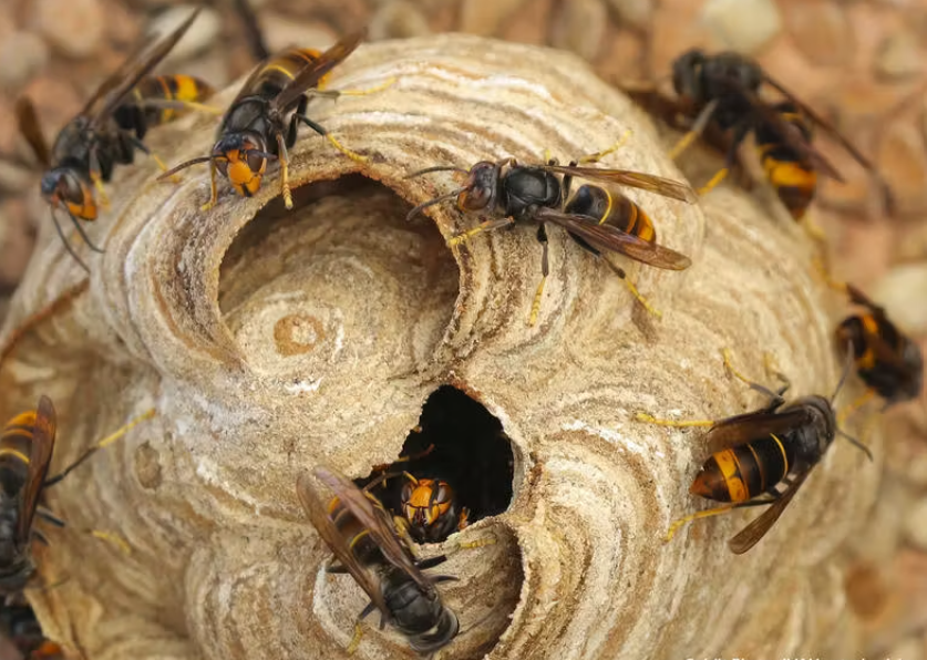 Nid de frelon asiatique
